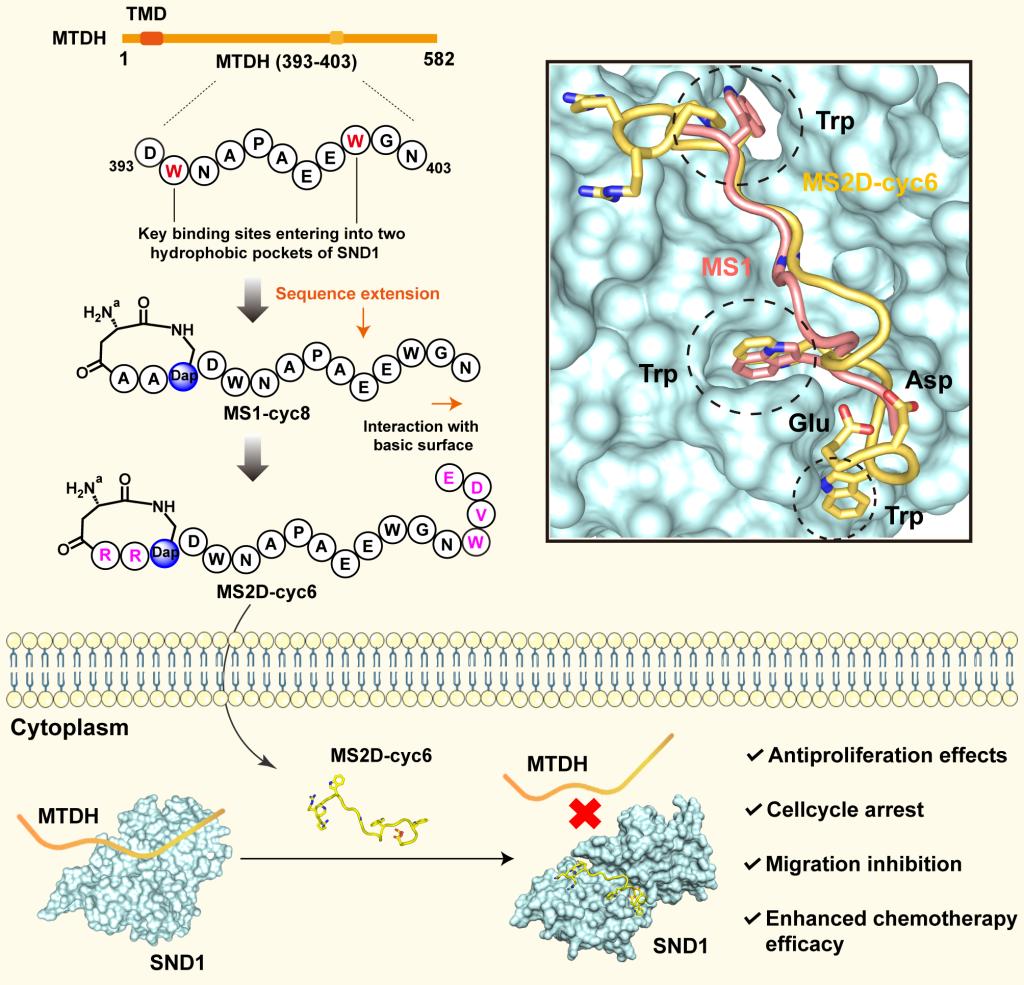 李子刚/尹丰课题组在靶向MTDH/SND1相互作用的 多肽抑制剂的开发上取得研究进展