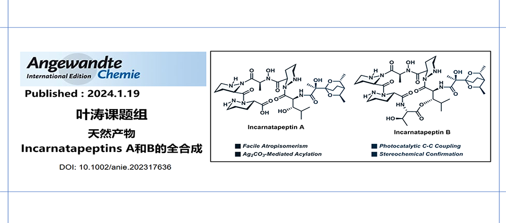 Angewandte Chemie | 叶涛课题组完成天然产物incarnatapeptins A和B的全合成