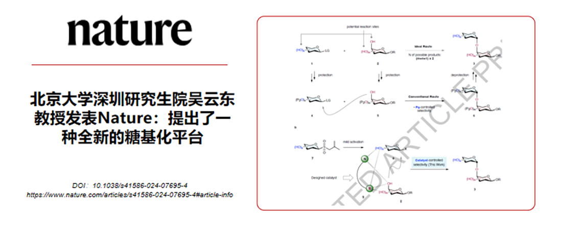 北京大学深圳研究生院吴云东教授发表Nature：提出了一种全新的糖基化平台